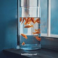 Avatar de Mai Xuân Trang